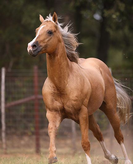 Palomino Horses